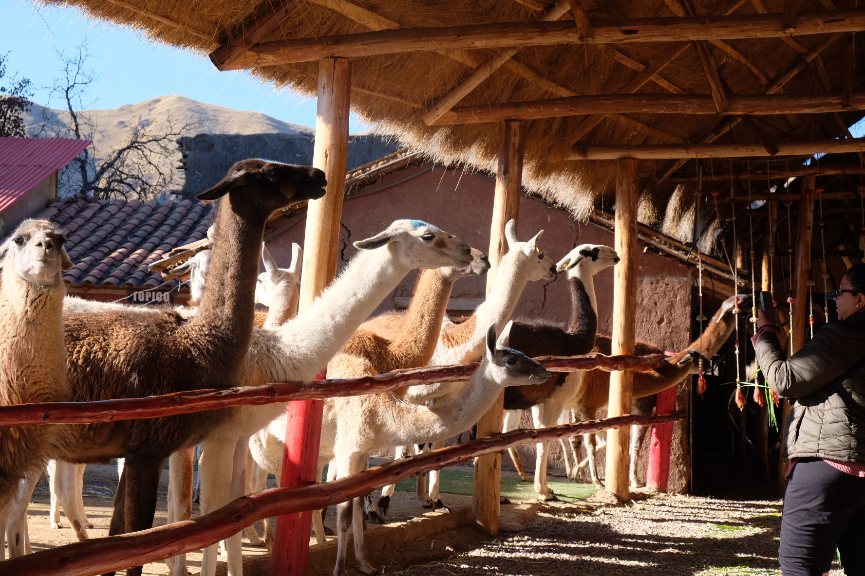 Textiles and Camelid Sanctuary Visit near Cusco