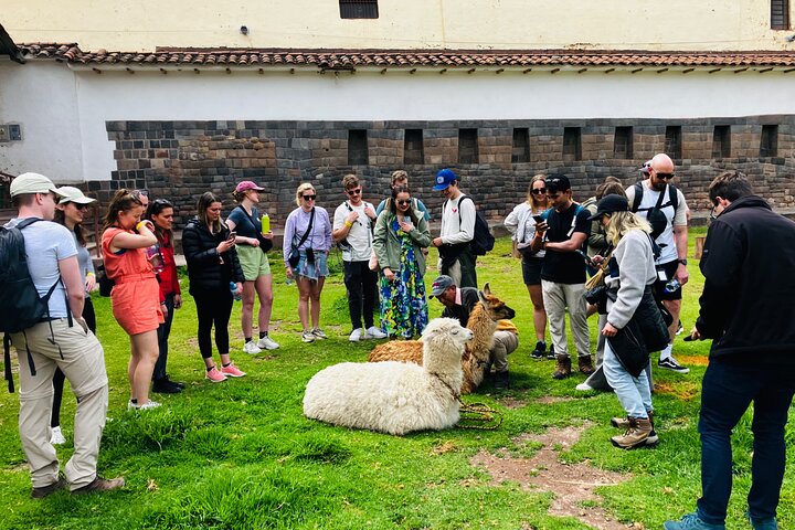Alpaca visit Cusco